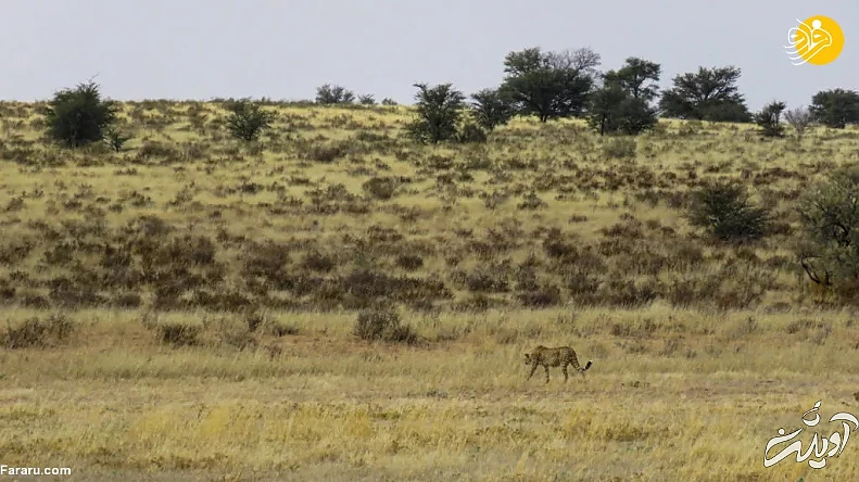 (ویدئو) (ویدئو)